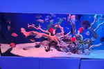 Established Aquarium Maintenance Business - Sydney, NSW