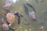 The closest Wet Tropics World Heritage river-based experience to Cairns