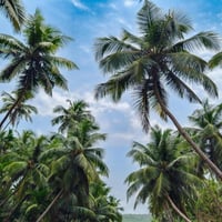 Exotic Wholesale Nursery  Sunshine Coast | Proj. Profit $344,750 image