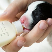 34434 Animal Milk Formula Production & Supply Business image