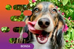 35203 Profitable Dog Day Care & Retreat - Repeat Customer Base
