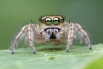 Online Store Specialising in Insects / Bugs for Pets - Adelaide, SA
