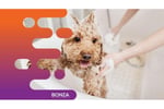 34576 Exciting Opportunity: Turnkey Mobile Dog Grooming Service