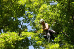 Expand Your Reach with this Proven Arboriculture Operation