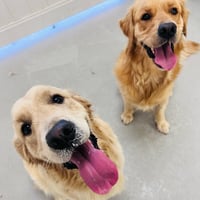 Dogwise Daycare image