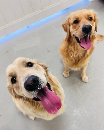 Dogwise Daycare