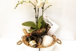 Succulent Surprise - Established Online Plant Store and Gifting Brand - National Opportunity