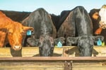 MASSIVE PRICE DROP Retail Produce & Farm/Rural Supplies, Under Management, Mid-North Coast