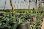 Wholesale Plants -  45years One Owner
