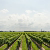 Boutique Wine Business  Award-Winning Brand image