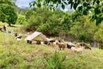 Profitable Eco Vegetation Management Business, Northern NSW