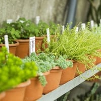 Unique Nursery Business For Sale [2405051] image