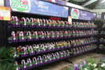Invest and Grow with Easy Colour Wholesale Nursery
