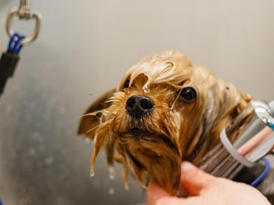 Profitable medium size dog grooming business  Sutherland Shire image