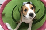 Puppy and Dog Training School