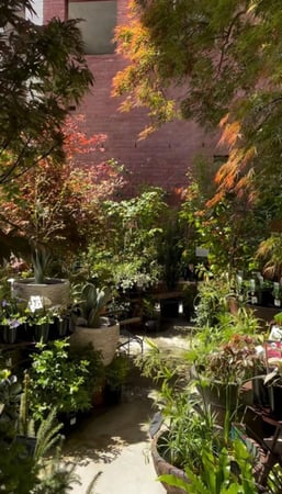 Iconic Fitzroy Nursery Brunswick Street Institution Since 1983 $385K WIWO, photo 3