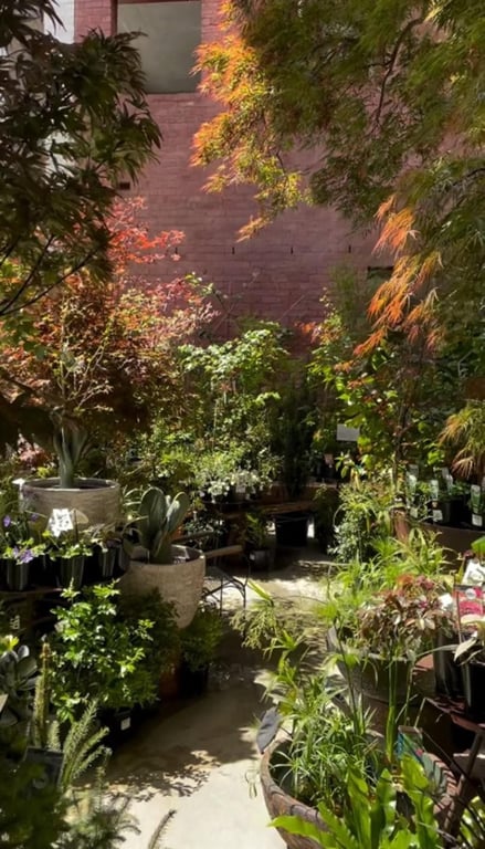 Iconic Fitzroy Nursery Brunswick Street Institution Since 1983 $385K WIWO, photo 3