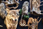 Premier Australian Taxidermy Supplies Business - AF1522
