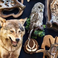 Premier Australian Taxidermy Supplies Business - AF1522 image