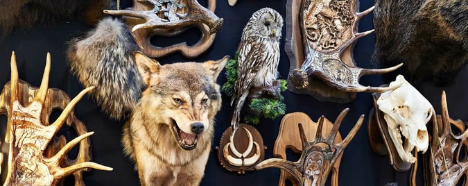 Premier Australian Taxidermy Supplies Business - AF1522