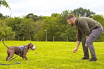 Bark Busters Dog Training Franchise