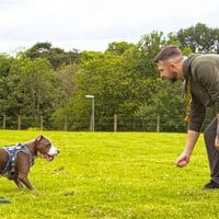 Bark Busters Dog Training Franchise image