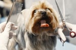 Pet Grooming Business - Western Suburbs