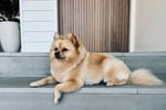 Established Boutique Dog Grooming Business with Growth Potential