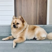 Established Boutique Dog Grooming Business with Growth Potential image
