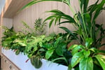 High-Margin Plant Service Business