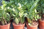 Established Wholesale Nursery with Freehold  Byron Bay Hinterland