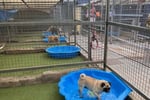 Pet Resort and Daycare with Freehold - Mid North Coast QLD