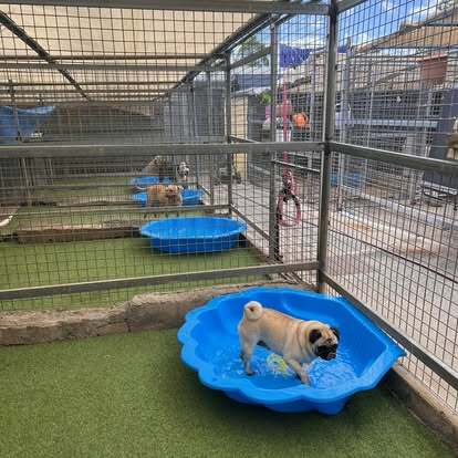 Pet Resort and Daycare with Freehold - Mid North Coast QLD