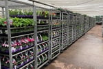 Invest and Grow with Easy Colour Wholesale Nursery