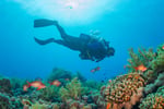 Coming Soon - Scuba Diving Business - Bali