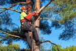 Expand Your Reach with this Proven Arboriculture Operation