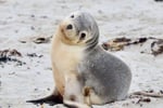 Award Winning EcoStar Tourism Business - Kangaroo Island