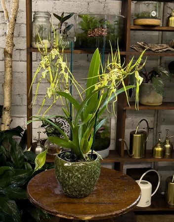 Iconic Fitzroy Nursery Brunswick Street Institution Since 1983 $385K WIWO, photo 2
