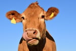 HUGE Barriers to Entry  Iconic Rural Supplies Superstores