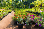 Horticulture, Nursery and Agriculture Businesses for Sale