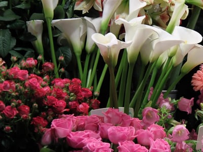 The Daily Bunch - RENOWNED FLORIST SHOP ALEXANDRIA!   🌸 - VENDOR FINANCE AVAILABLE image