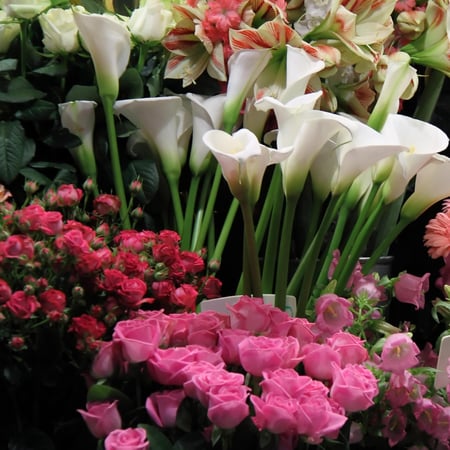 The Daily Bunch - RENOWNED FLORIST SHOP ALEXANDRIA!   🌸 - VENDOR FINANCE AVAILABLE