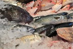 Fresh Seafood Business - Profitable