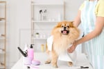 Pet Grooming and Dog Day Care Business and Property - Brisbane