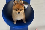 Luxury Dog Grooming Salon and Dog Daycare Centre - Camden, NSW