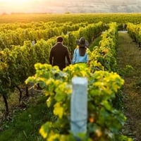 Impressive Grape Farm (Land & Business) Ref: 12054 image