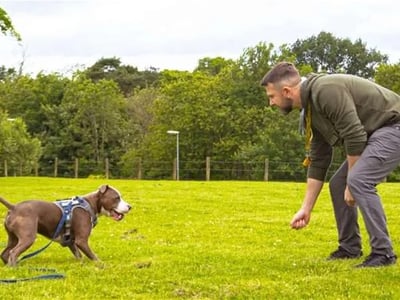 Photo of Bark Busters Dog Training Franchise