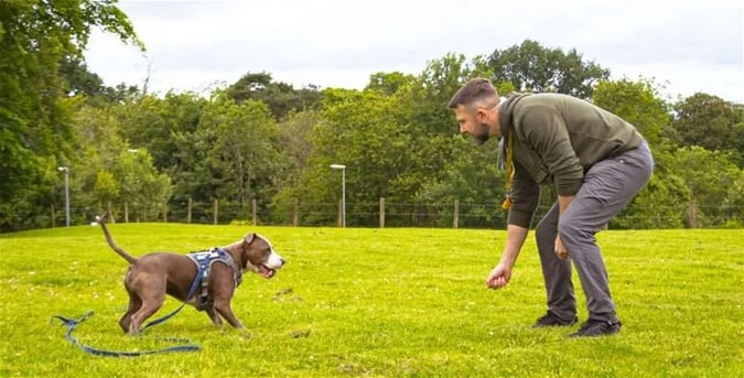 Bark Busters Dog Training Franchise
