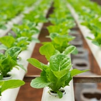 Longstanding &amp; Scalable Fish &amp; Vegetable Production Wholesaler and Restaurant image