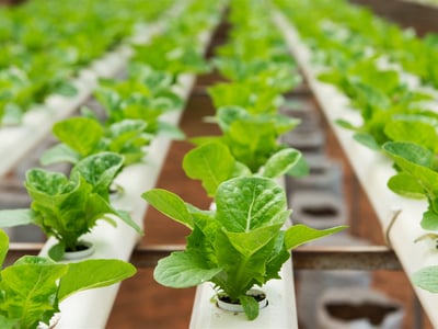 Longstanding &amp; Scalable Fish &amp; Vegetable Production Wholesaler and Restaurant image